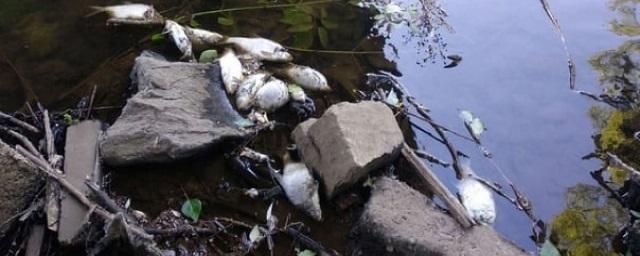 Сотни мертвых лещей в пруду под Нижним Тагилом обнаружил эко-активист Рамиль Хакимов