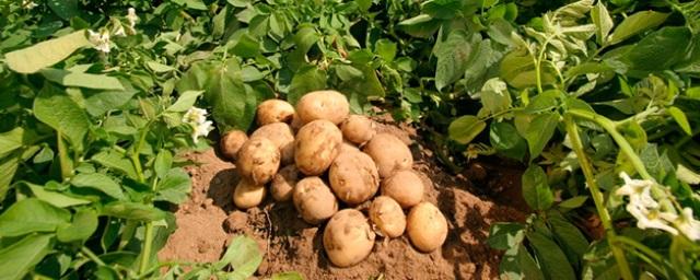 Археологи: В Америке картофель употребляли в пищу 10 тысяч лет назад