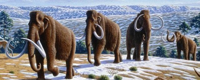 Ученые определили причину вымирания последних мамонтов на Земле