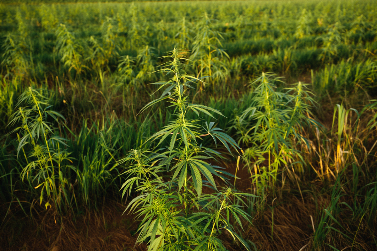 Ульяновская прокуратура добилась ликвидации очагов дикорастущей конопли