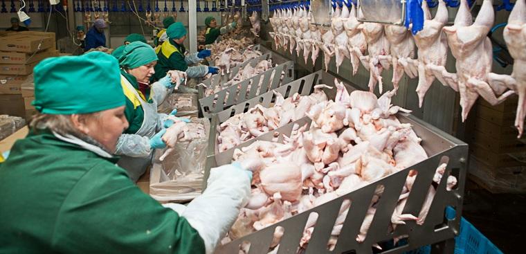 Производство мяса птицы в России выросло на 3,3%
