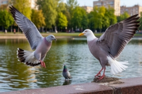 Хищные птицы в мегаполисе: на подмосковном водоеме чайка жестоко утопила голубя