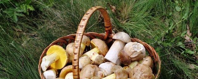 В 2018 году 19 жителей Курской области отравились грибами