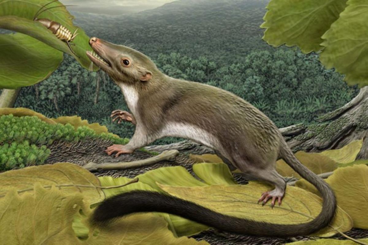 Древние мелкие млекопитающие росли медленно, но жили гораздо дольше