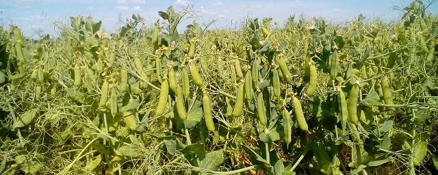 На Дону собрали рекордный урожай гороха