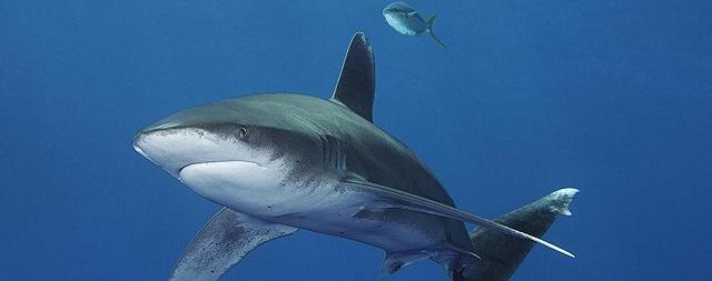 Аквалангист в Австралии погиб при нападении акулы