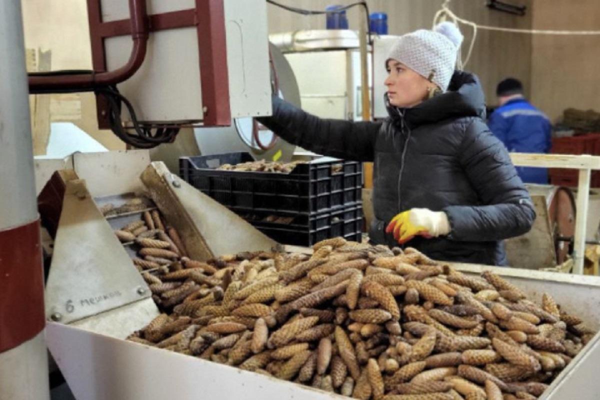 В Ленобласти начали сбор шишек для восстановления хвойных лесов