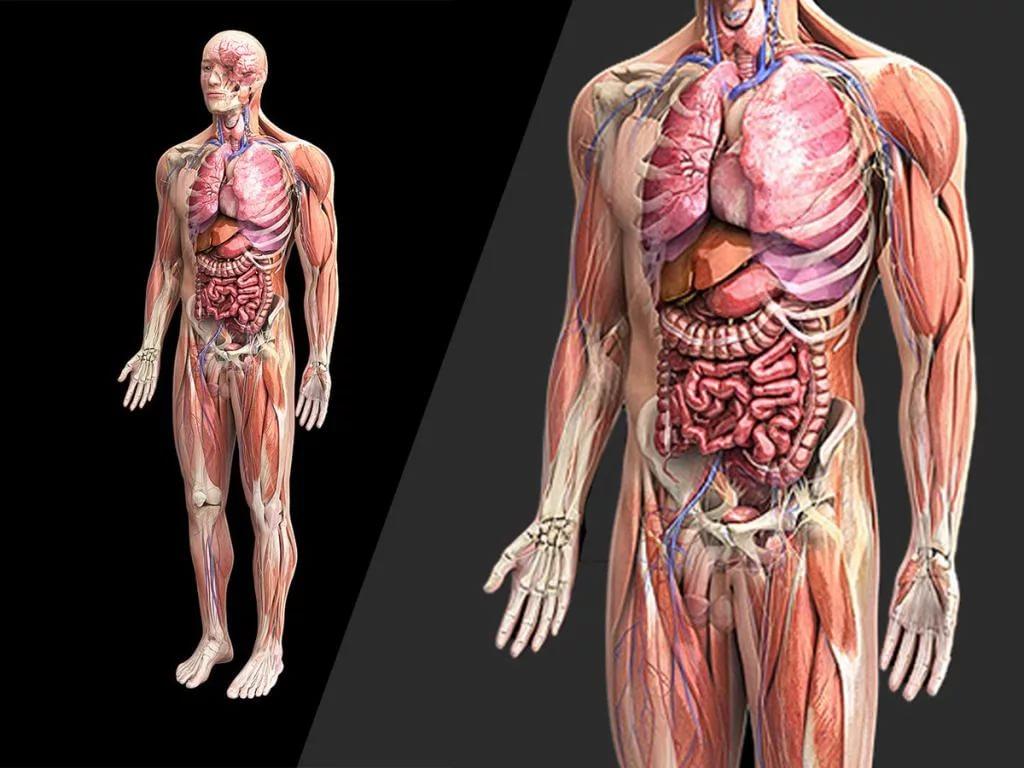 Ученые из Китая причислили почки, легкие и желудок к органам, без которых может прожить человек