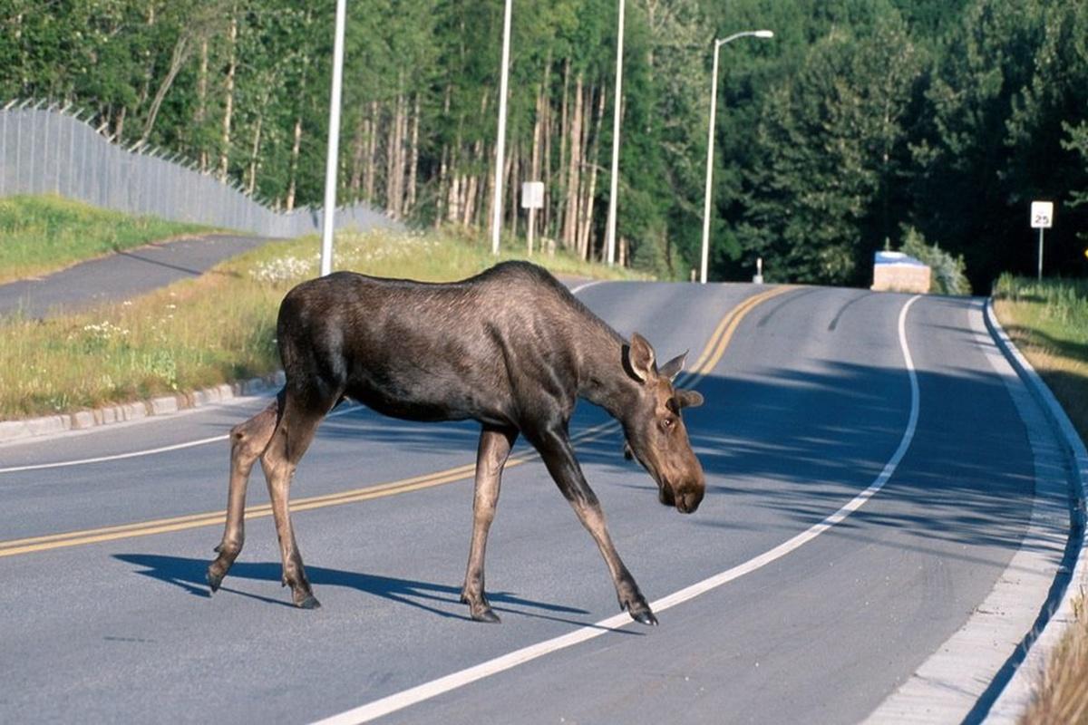Проблема выбегания лосей на дороги в Новгородской области усугубится