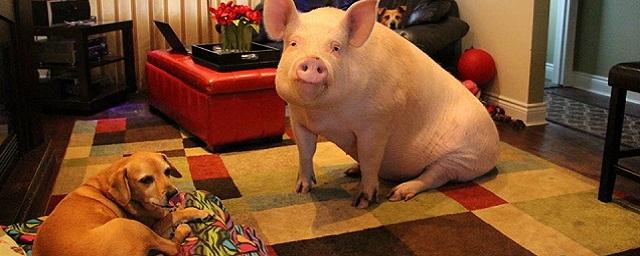 Венгерские ученые выяснили, что свиньи не умеют просить помощи у людей