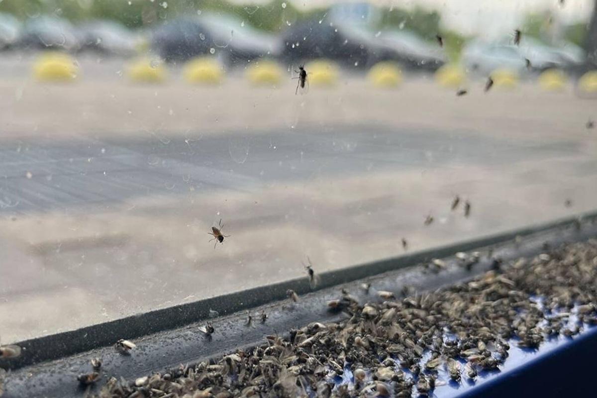 Новосибирский биолог объяснил причину нашествия огромной мошкары