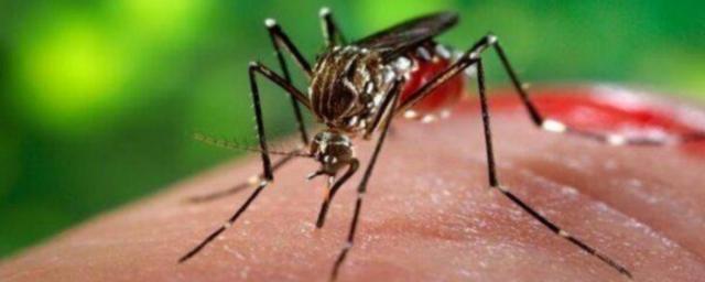 В Волгоградской области 13 человек заразились лихорадкой Западного Нила в течение августа