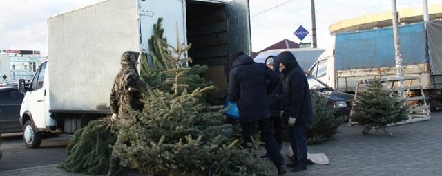 В Липецке состоялся первый рейд по незаконным елочным базарам