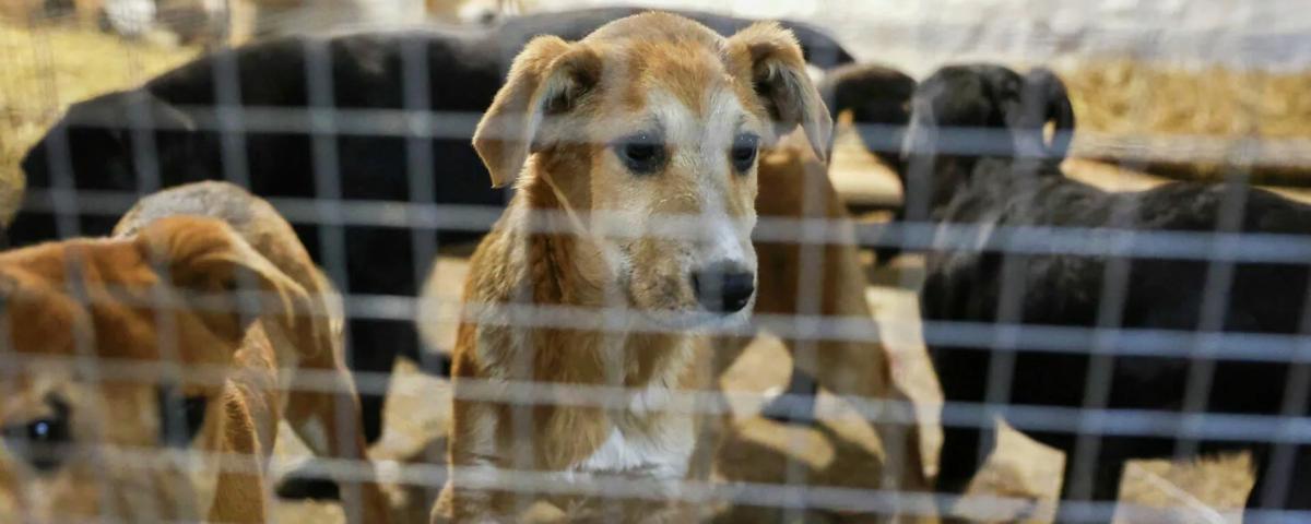 На Ямале стартовал зоомарафон в поддержку бездомных животных