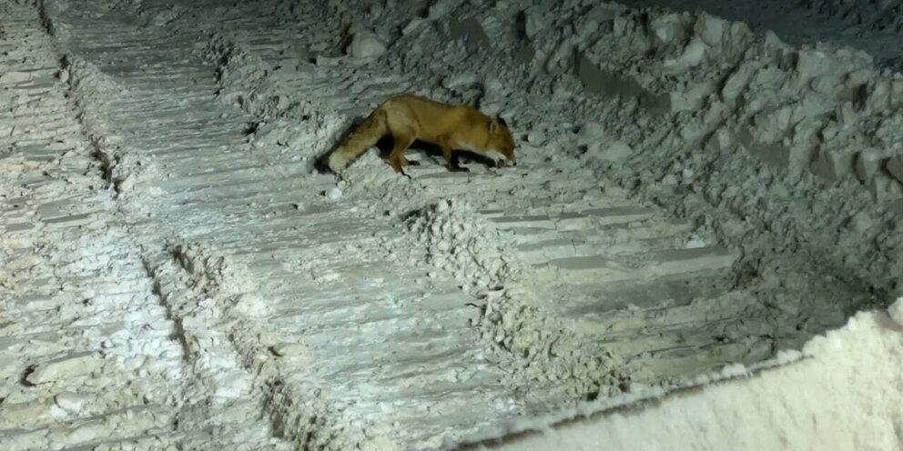 В деревне Мари-Ошаево Кировской области объявлен карантин в связи с гибелью лисы от бешенства