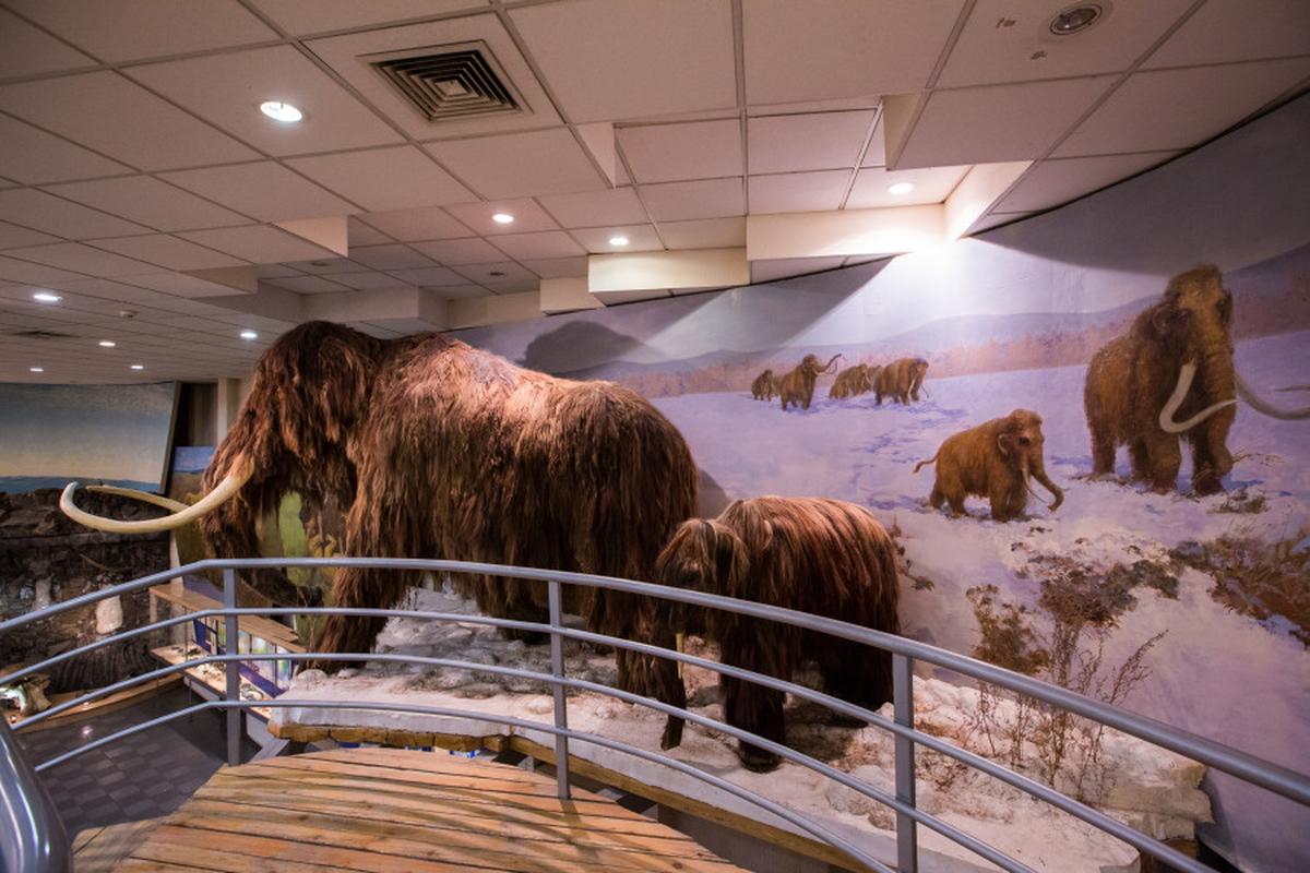 Якутия станет мировым центром изучения мамонтов