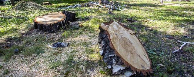 В Центральном парке Новосибирска спилят около ста аварийных деревьев