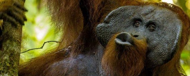 Ученые обнаружили, что крики орангутанов больше похожи на человеческие, чем у шимпанзе