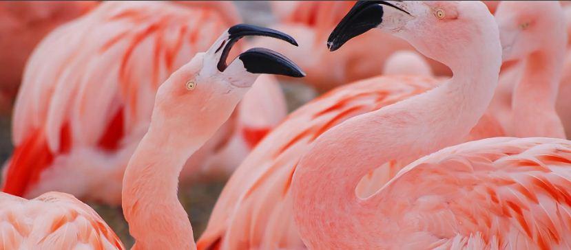Полторы тысячи фламинго прилетели на озеро Караколь в Казахстане
