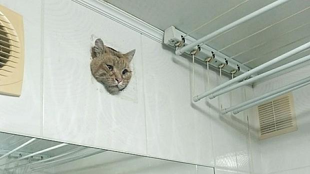 В многоэтажке Уфы сотрудники УК вызволяли кота, просидевшего ночь в вентиляционном люке