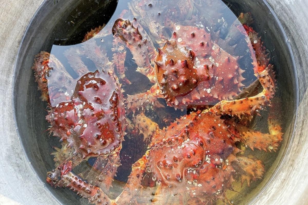 В Приморье высадили десант из камчатских крабов