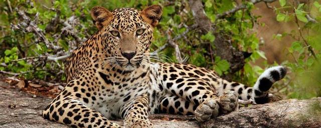 В популяциях диких индийских леопардов выявлен дельта-штамм