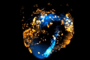 Ученые сняли на камеру процесс формирования сердца у эмбриона