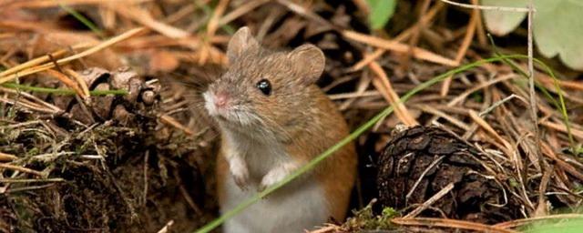 На полях Татарстана эксперты зафиксировали нашествие мышей