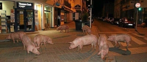 Во Франции на улице появились одичавшие свиньи