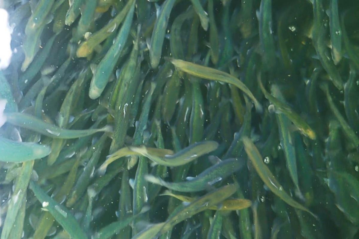 Мурманская область получила полмиллиона мальков лосося из Норвегии