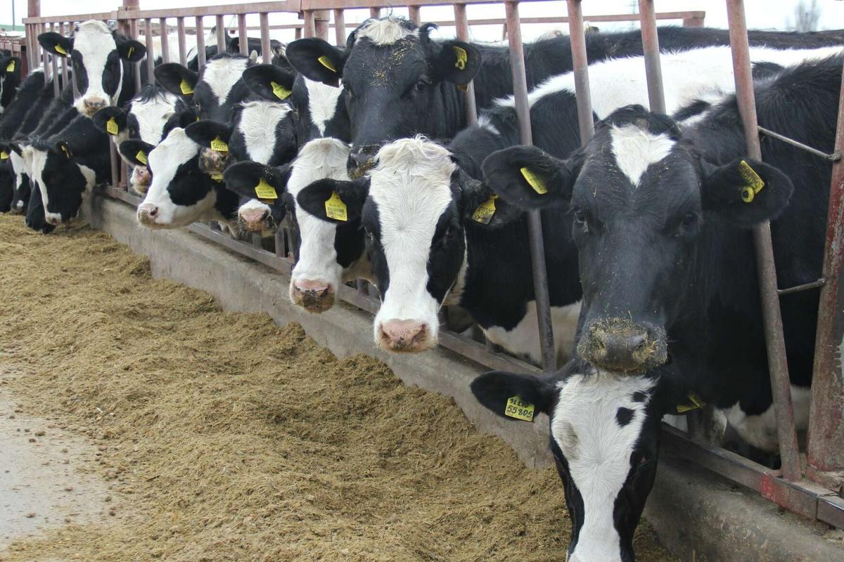 Селекционный центр Калужской области получил первую партию животных