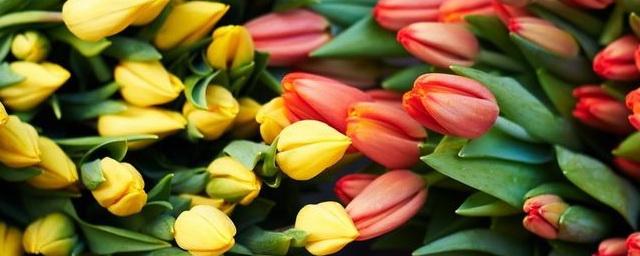 В России стоимость цветов не снизится до конца марта