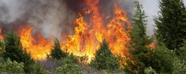 В Северо-Енисейском районе из-за лесных пожаров ввели режим ЧС