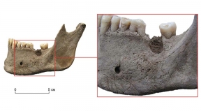 Археологи нашли в Сибири челюсть человека вместе с останками пещерного льва и мамонта