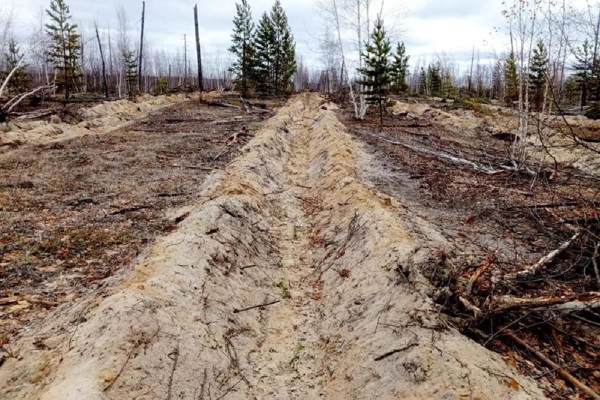 В Якутии завершили экологическую акцию по восстановлению леса из-за стройки Ленского моста