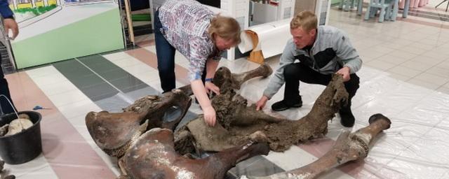 На Ямале останки мамонта Тадибе доставили в музей