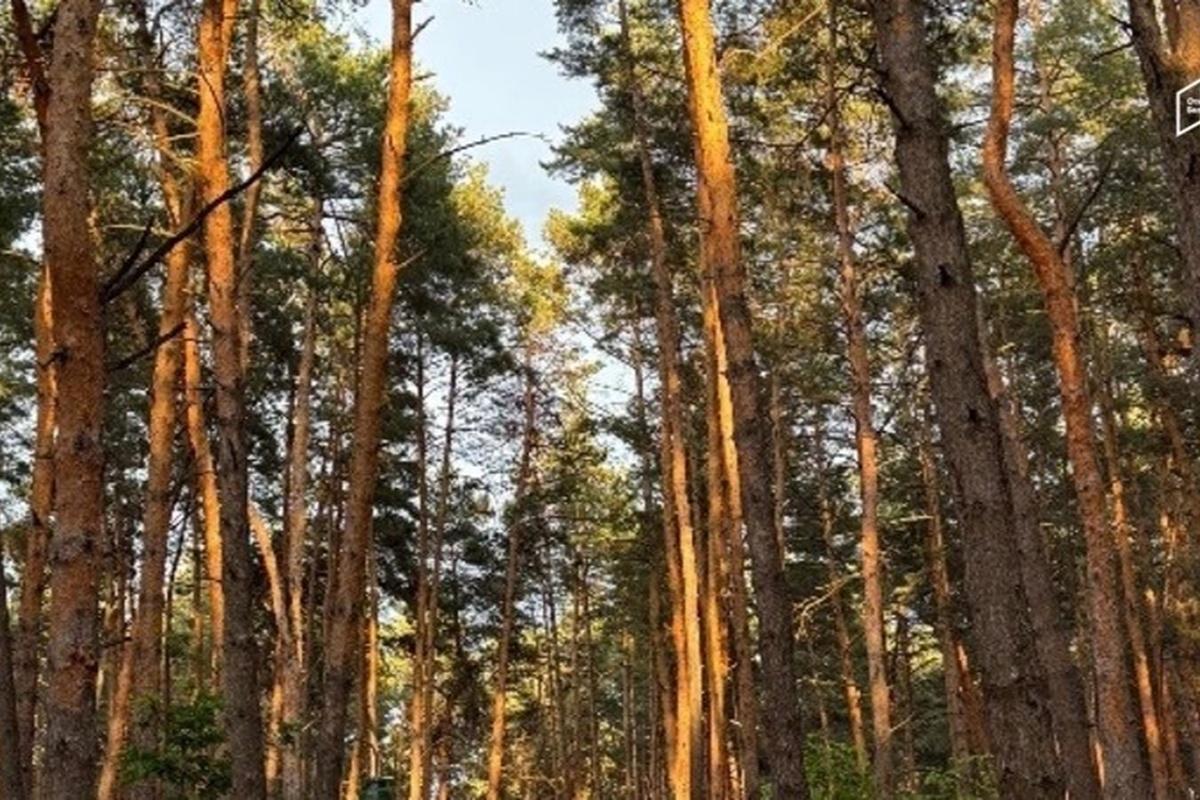 В Белгородской области займутся восстановлением лесов