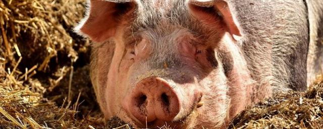 Шотландские генетики занимаются спасением редкого вида вислоухих свиней