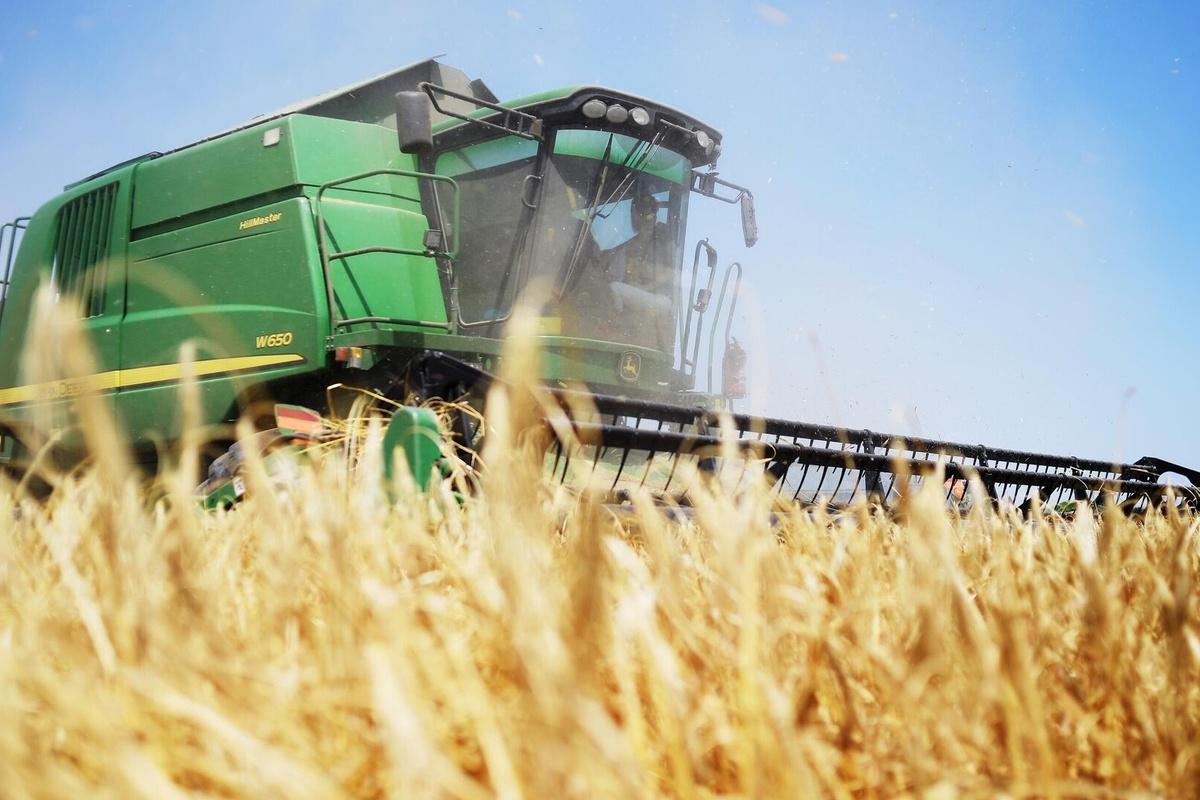 В 2025 году агропром Калужской области может дать крупнейший урожай рапса