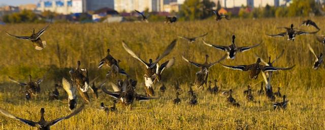 В омском парке «Птичья гавань» из-за пандемии COVID-19 поселились 11 новых видов птиц