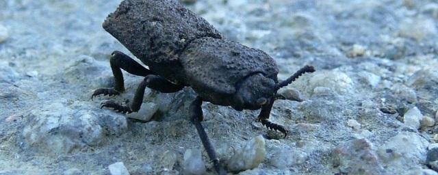 Ученые раскрыли секрет огромной прочности панциря жука-броненосца