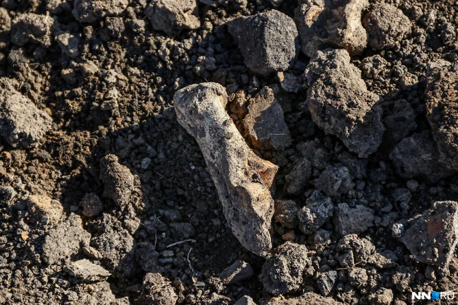 Найденные останки на раскопках недалеко от Соборной площади в Арзамасе принадлежат животным
