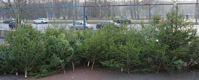 В Нижнем Новгороде из незаконного оборота изъято более 120 елей