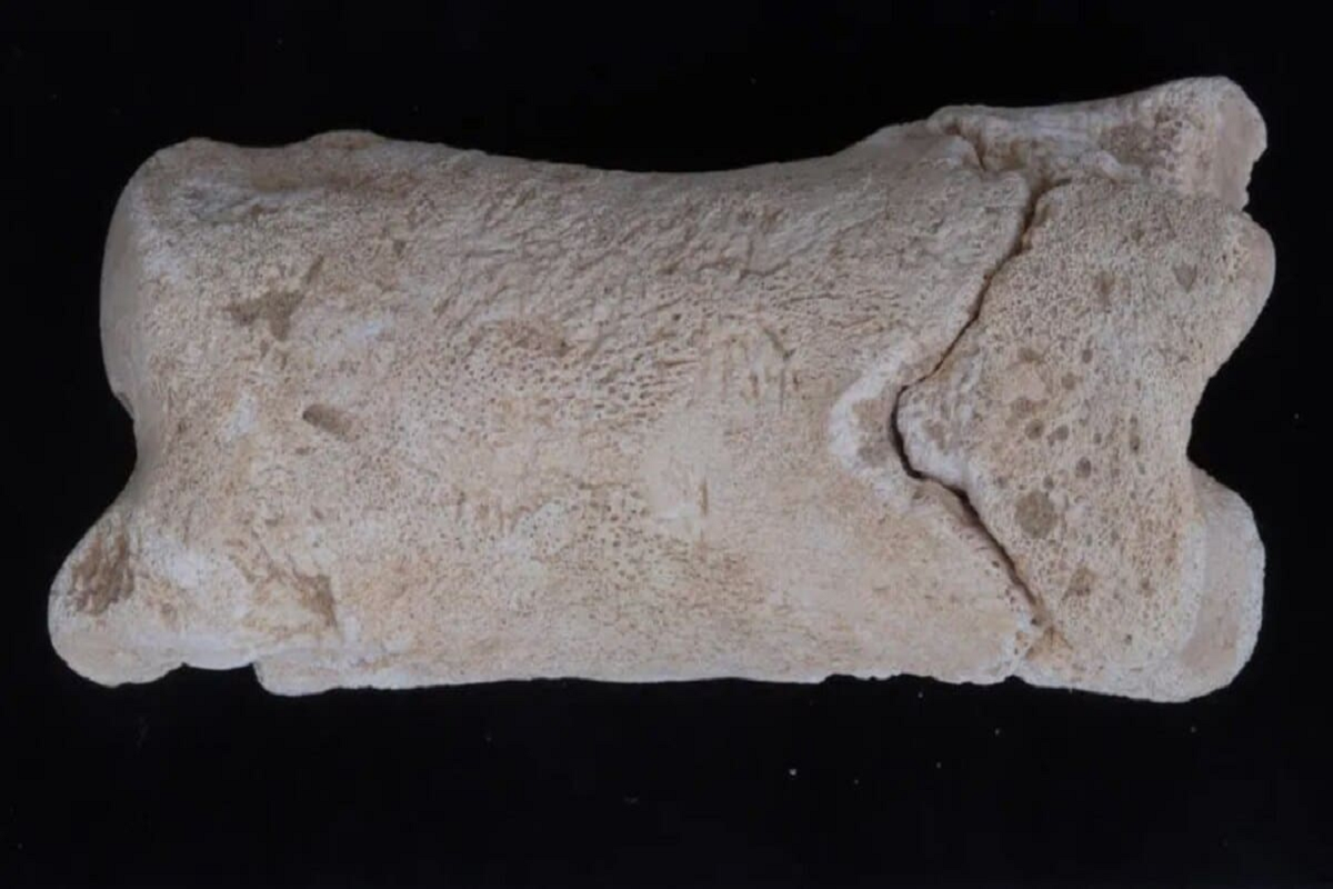 В Египте обнаружили древний костяной свисток, используемый для поддержания порядка