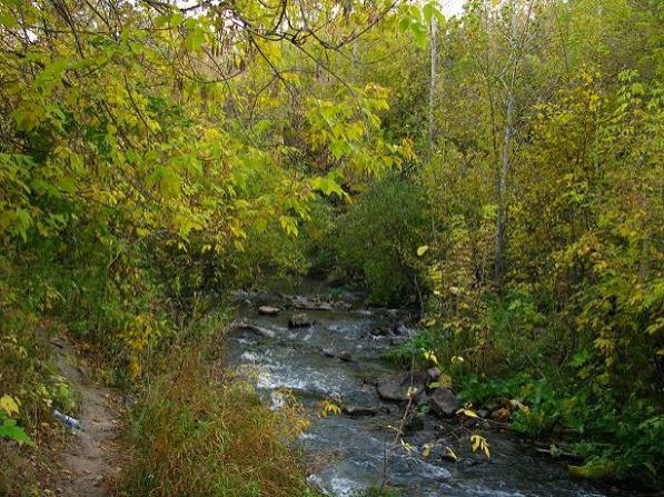 В водоохранной зоне реки Камышенки в Новосибирске обнаружили мусорную свалку