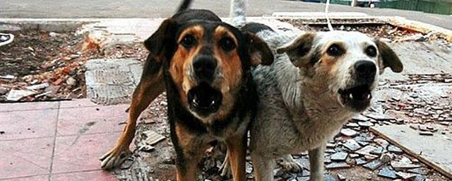 СК проверяет случаи нападения бродячих собак на жителей Орла