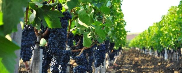 До конца года на Кубани высадят еще 1700 га виноградников