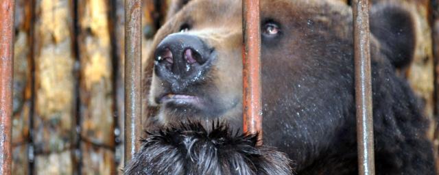 Мэр Магаса отобрал у владельца придорожного кафе истощенных медведей