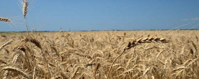 Весенняя засуха в Крыму нанесла ущерб сельскому хозяйству