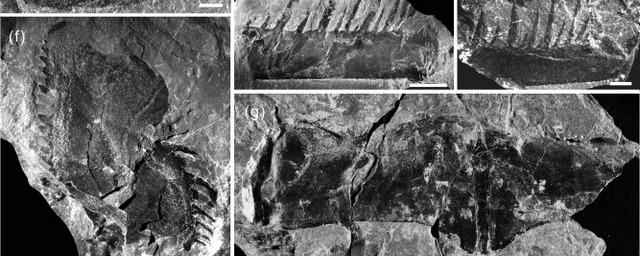 В Китае обнаружили окаменелые останки огромного «морского скорпиона»